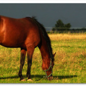 «Fotografie: Tiere» von Esref Yilmaz