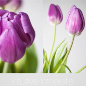 «Blumen» de Image intuitive