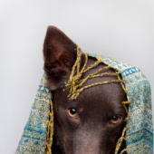 «Hunde» de Julia Fromm