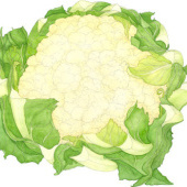 «Illustrationen Gemüse» de Cornelia Ritter Food Illustration