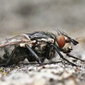 «Makrophotography» von Nora Gamper