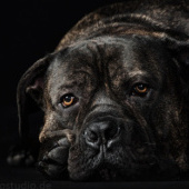 “Wir können auch tierisch” from herbst-fotostudio