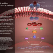 “Medizinisch physiologische Abbildungen” from Bbmg