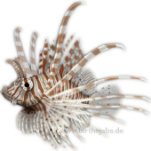 «Illustration» de Birthe Jabs