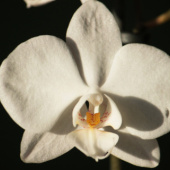«Flower / Orchidee Foto Übungen März 2014» de Dina T…