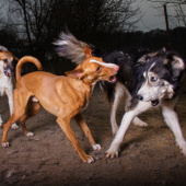 «Dogs» de PhotoART Allmaier