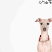 “DogZ” from Mieke-Photographie