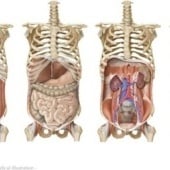 «scientific illustration» de Dirk Traufelder