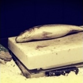 „Works“ von Simon Petrus Bauer