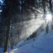 „Naturfotografien“ von Sarah Widmer