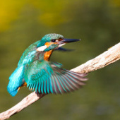 “Vögel” from Ursula Di Chito