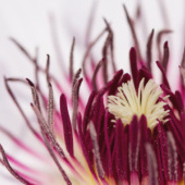 “Blumen” from Ursula Di Chito