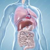 „Medizinische 3D-Illustrationen: Innere Organe“ von Med Visual