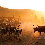 „Sami“ von Pollygraphy