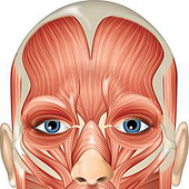 «Anatomie» de Elke Trautmann