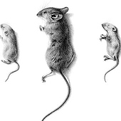 «schlafende Mäuse» de Janine Wiget