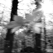„Wald“ von Carolina Wendel