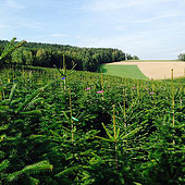 «Weihnachtsbaum Preise 2016» von Firma Webseite