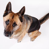 «Tierfotografie» de Natascha Ebsen