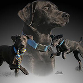 «Tierfotocollagen» de Natascha Ebsen