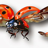 „Illustration Adobe Illustrator“ von Nicole Kristin Adler