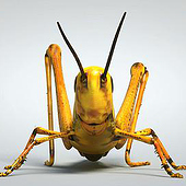 «3D Grasshopper» de René Curt Armand Hopfeld