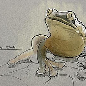 “Illustrationen für Frogs & Friends e.V.” from parazoid