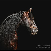 «Equine Art» de Tierfotografie Lipki