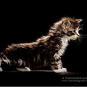 «Cats» de Tierfotografie Lipki