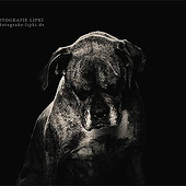 «Dogs» de Tierfotografie Lipki