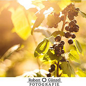 „Natur und Stadt“ von Robert Günzel