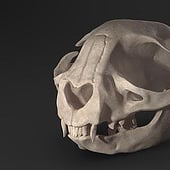 „Skulls“ von Jonas Steinberg
