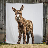 «Arche-Tiere» de Gerhard Westrich Fotografie