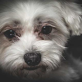 „Tierfotografie/Hundeportraits“ von Oliver Mauder Fotografie & Grafikdesign