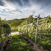 «Weinfotografie in Baden» de Chris Rebok Weinfotografie