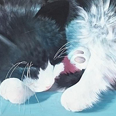 „Katzen“ von Rita Dresken