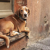 “Tier Fotografie” from Lemon Film und Foto