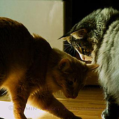 “Katzen” from Armin Kraft