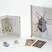 “Typografie_Forensische Entomologie” from Larissa Hotze