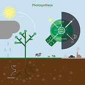„Illustration Fotosynthese“ von Sabine Benz