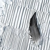 „White Feathers“ von Salome Kleb