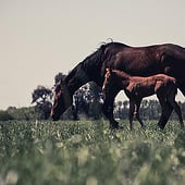 “Wild Horses” from Ale Lazzaroni
