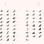 “Dotpixel – Rote Liste Europäischer Vögel” from Marie Jeanne Turnea-Luncz