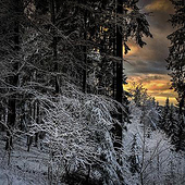 „Winter“ von Mila Kusmenko
