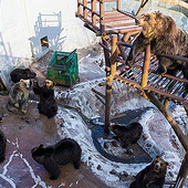 «Contentbär Vergleich» de Contentbär Vergleich