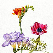 “botanische Illustrationen / Blumenmalerei” from Jenny Thalheim