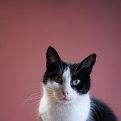 „Schwarz Weiße Katze – Portrait / SW & Color“ von Johannes Ziegler