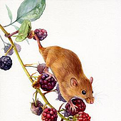 «Tier-Illustrationen» de Jenny Thalheim