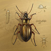 „Illus Käfer“ von Jan Pieper