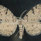 „Lepidoptera Rote Liste Kategorie 0 Brandenburg“ von Anke Haisch